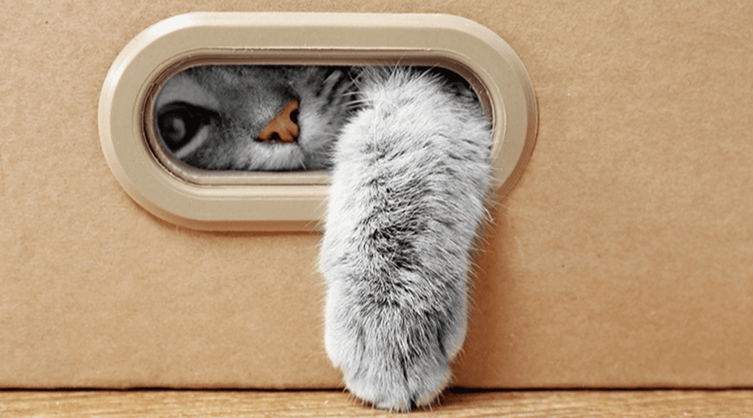 Cachette pour chat : pourquoi et comment ?