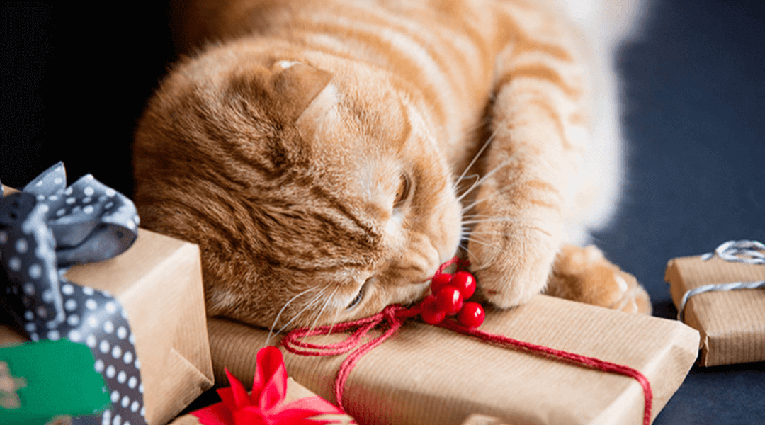 Idées cadeaux chat : faites lui plaisir !